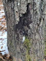 Pectobacterium carotovorum