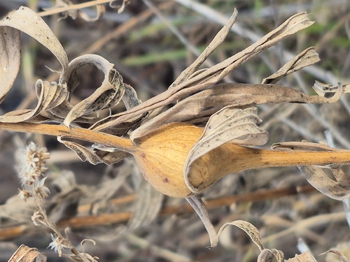 Unknown species found near 44th Ave N & Apollo H.S., St Cloud, MN 56303, USA