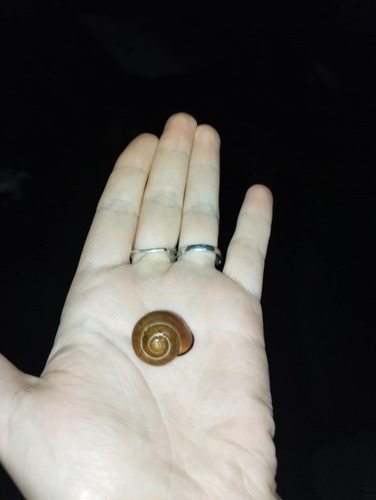Brown-lipped Snail