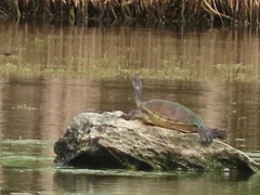 Trachemys decussata