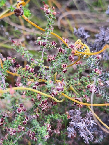 Lollypop Heath (Erica exleeana)