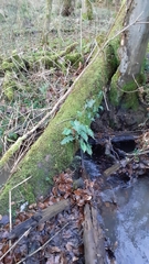 Polypodium × mantoniae