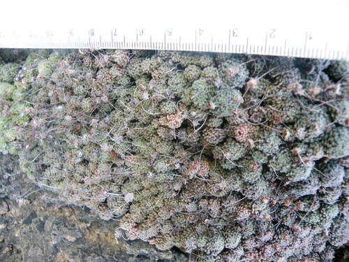 Monanthes polyphylla