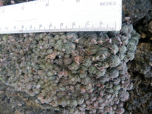 Monanthes polyphylla