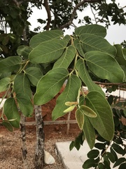 Hymenaea courbaril
