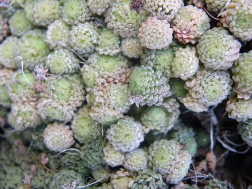 Monanthes polyphylla