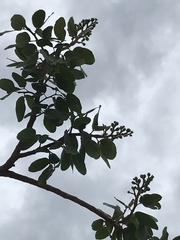 Hymenaea courbaril