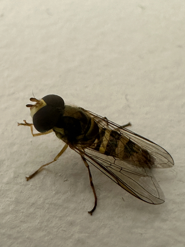 Unknown species found near Sever St, Worcester, MA, US