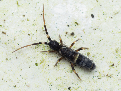 Belted Springtail, photo 3 of 9