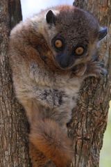 Lepilemur hubbardorum