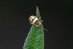 Chauliognathus flavipes