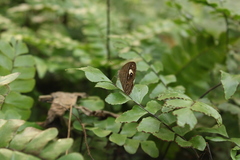 Mycalesis junonia
