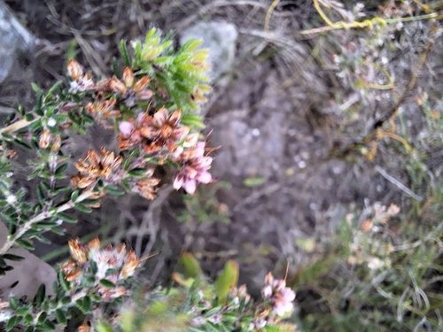 Smooth Heath (Erica glabella)