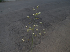 Eragrostis obtusa