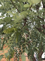 Dalbergia miscolobium