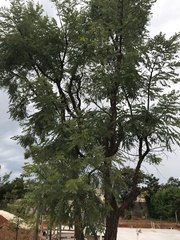 Dalbergia miscolobium