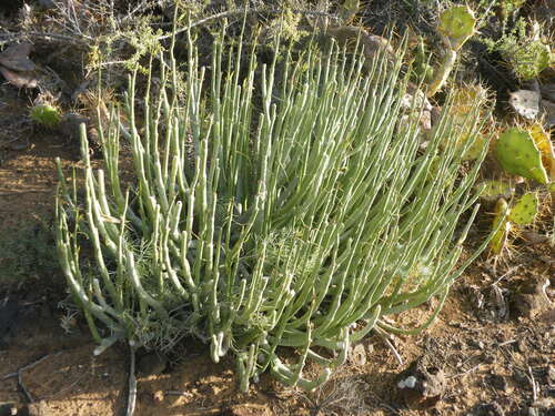 Ceropegia dichotoma