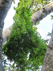 Passiflora multiflora