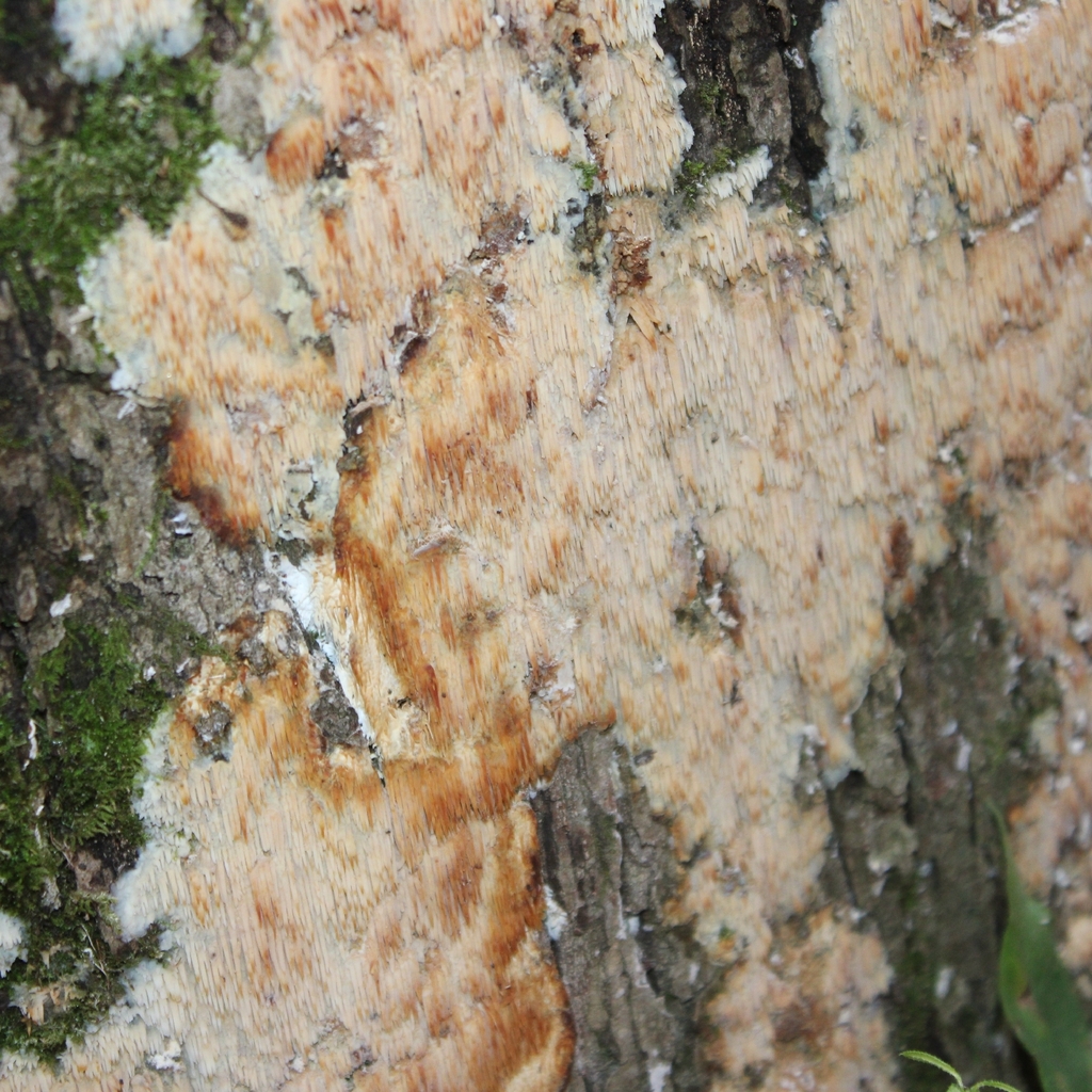 Radulomyces copelandii · November 2025 · photo: © adam1420 (iNaturalist, cc-by)