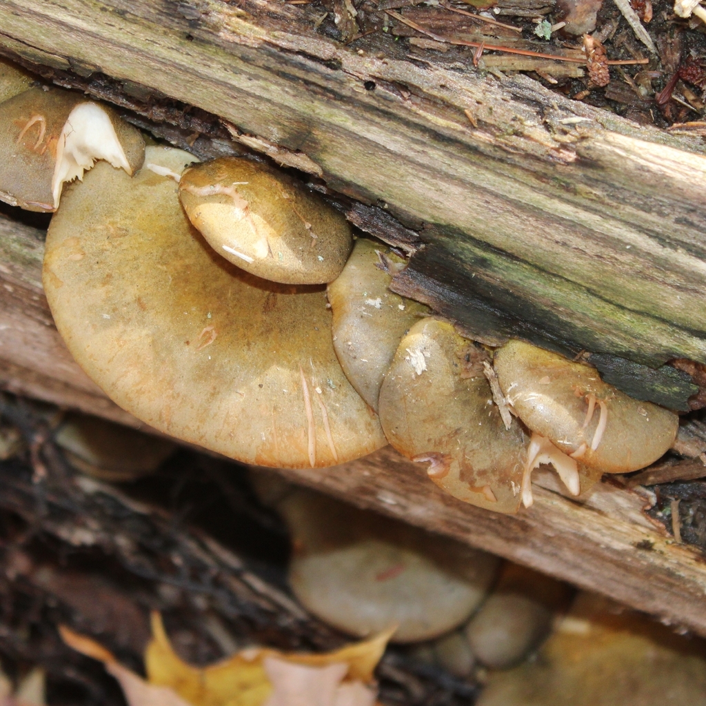 Sarcomyxa serotina · November 2025 · photo: © adam1420 (iNaturalist, cc-by)