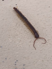Scolopendra gigantea