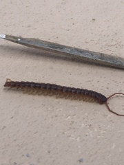 Scolopendra gigantea