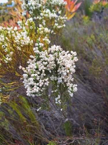 Snowhite Heath (Erica nivea)