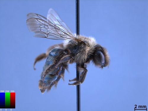 iNaturalist observation photo of Mining Bees