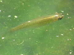 Fundulus dispar