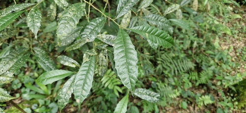 Sorocea bonplandii, photograph 3