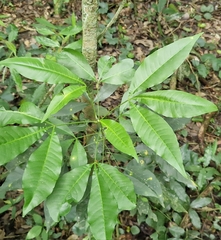 Balfourodendron riedelianum, photograph (c) Jens-Christian Svenning, some rights reserved (CC BY)