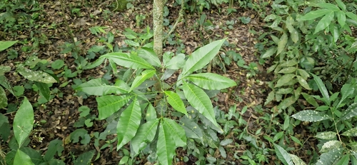 Balfourodendron riedelianum, photograph 3