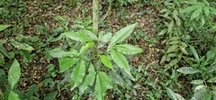Balfourodendron riedelianum, photograph (c) Jens-Christian Svenning, some rights reserved (CC BY)