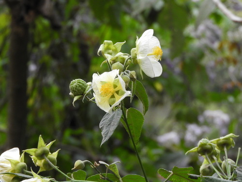 Callianthe nivea, photograph 3