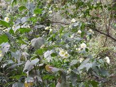 Pablo H Capovilla, CC BY, iNaturalist via GBIF Callianthe nivea, photograph Pablo H Capovilla, CC BY, iNaturalist via GBIF
