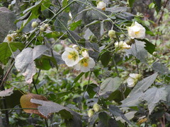 Pablo H Capovilla, CC BY, iNaturalist via GBIF Callianthe nivea, photograph Pablo H Capovilla, CC BY, iNaturalist via GBIF