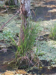 Carex decomposita