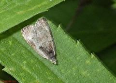 Olethreutes punctanum