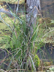 Carex decomposita