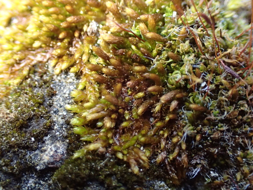 Pseudoleskeopsis imbricata, 2025-11-01