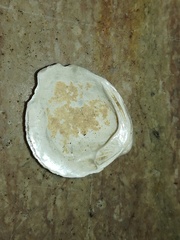 Coelaturini