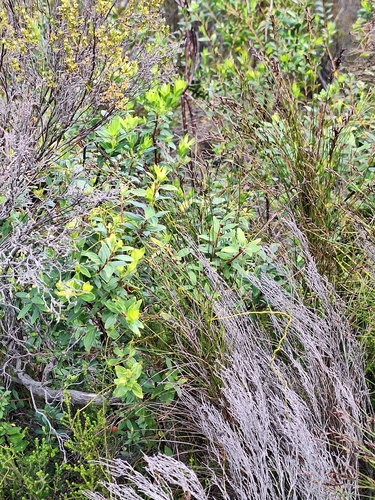 Ovalleaf Buchu (Agathosma crenulata)