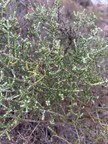 Olearia lepidophylla