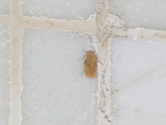 Paralithosia shaowuica