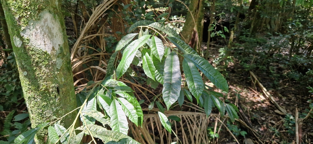 Sorocea bonplandii; photograph (c) Jens-Christian Svenning, some rights reserved (CC BY)
