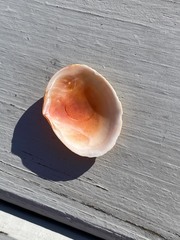 Semele purpurascens