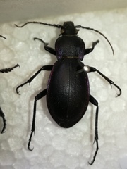 Carabus violaceus picenus