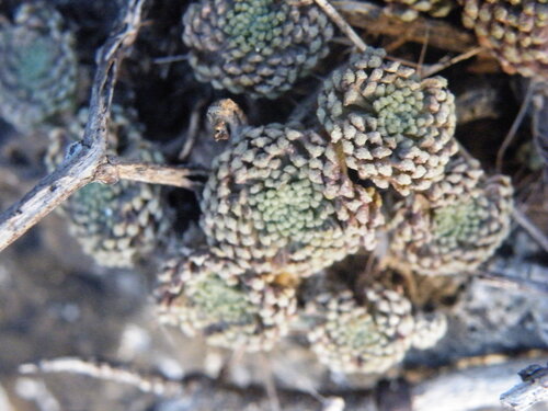 Monanthes pallens