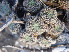 Monanthes pallens