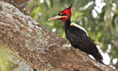 Campephilus leucopogon